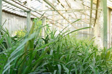 Yeşil bitkiler yetişir bir antika serada.