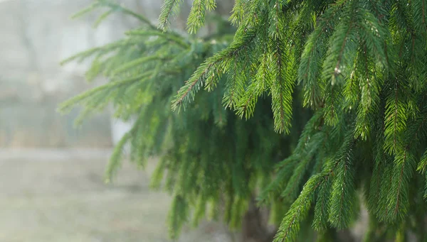 潮湿的云杉树枝在雨天, 雾天. — 图库照片