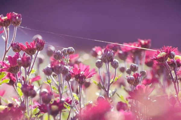 Flores de crisântemo em uma manhã ensolarada de outono sob fios de teia de aranhas — Fotografia de Stock