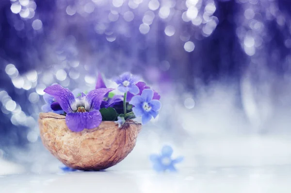 Composición florística con violetas y flores que no me olvidan en una cáscara de nuez sobre un hermoso fondo bokeh . —  Fotos de Stock