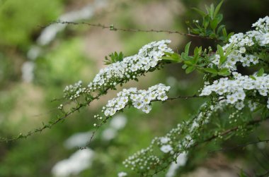 Yumuşak yakın resmi beyaz erkeçsakalı, Thunbergii Bush veya Thunbergii Meadowsweet duruldu. Güzel çiçek arka plan.