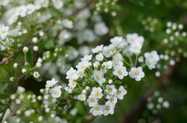 Yumuşak yakın resmi beyaz erkeçsakalı, Thunbergii Bush veya Thunbergii Meadowsweet duruldu. Güzel çiçek arka plan.
