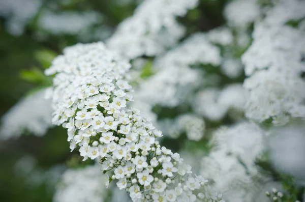 Photo rapprochée de White Spirea, Bush of Thunbergii ou Thunbergii Meadowsweet. Beau fond floral . — Photo