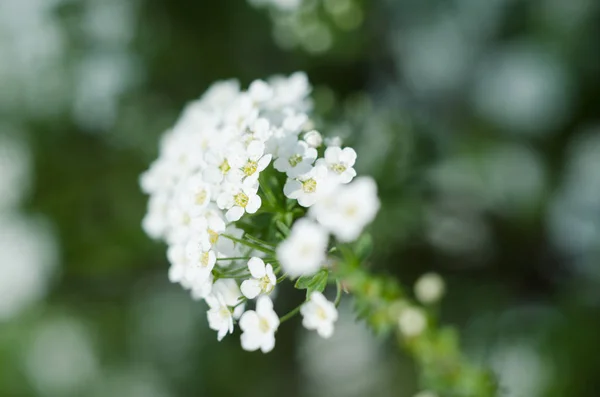 Soft сфокусировал внимание на Белой Спирее, Буше из Thunbergii или Thunbergii Meadowsweet. Красивый цветочный фон . — стоковое фото