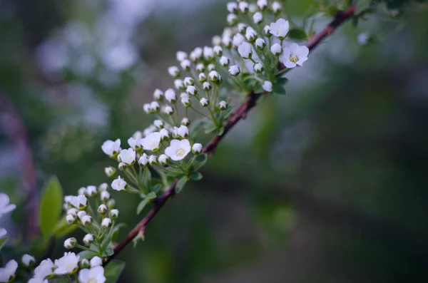 Mjukt fokus nära upp bild vit Spirea, Bush av Thunbergii eller Thunbergii älgört. Vacker blommig bakgrund. — Stockfoto