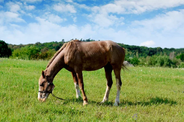 Caballo marrón alimentándose en un campo verde de verano. Escena rústica —  Fotos de Stock