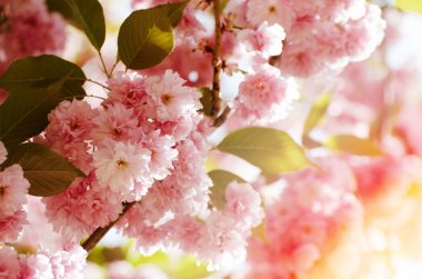 Romantik düğün ya da hediye kartı arka plan sakura çiçekleri bir bahar ile. Güzel yumuşak pembe çiçekler güneş ışığı altında