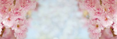 Güzel sakura güneşli bir günde çiçek açan çiçek sınırında. Çiçekler bokeh arka plan ile romantik afiş