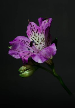 Siyah bir zemin üzerine parlak alstroemeria çiçek.