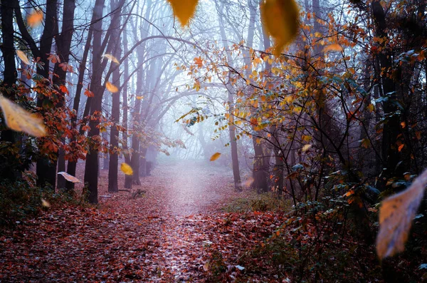 Фантастичний загадковий туманний ранок в автономному лісі. Помаранчеве і червоне листя падають на землю в туманному лісі. — стокове фото