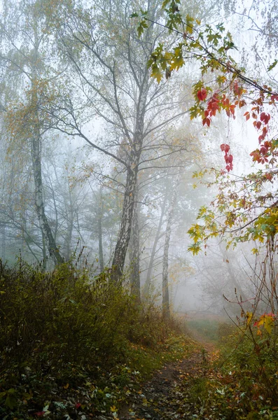 Fantastic Mysterious Foggy Morning in the Autumnal Forest (em inglês). Moody fundo com grandes bétulas brancas . — Fotografia de Stock