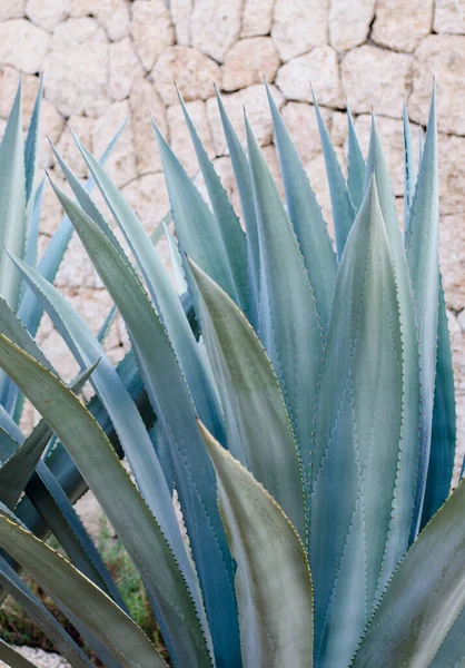 Agave plantas, palmeras y suculentas en el jardín tropical . —  Fotos de Stock