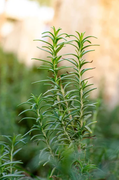 Rosemary Verde fresco. Jardinagem de ervas aromáticas . — Fotografia de Stock