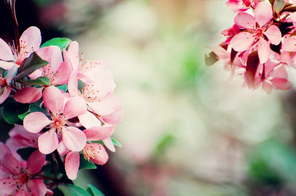 Flores cor-de-rosa de macieira contra fundo bokeh borrado. Modelo floral romântico . — Fotografia de Stock