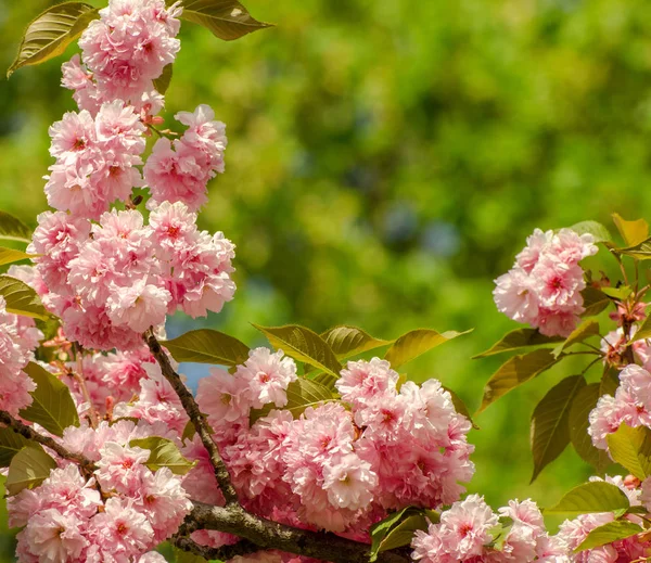 Fond romantique de mariage ou de carte cadeau avec des fleurs de sakura dans un printemps. Belles fleurs roses douces sous la lumière du soleil — Photo