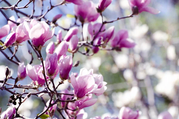 Bela árvore de magnólia floresce na primavera. Flor de magnólia brilhante contra o céu azul. Cenário floral romântico — Fotografia de Stock