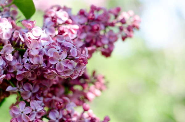 Lindas flores lilás roxas. Macro foto de flores de primavera lilás . — Fotografia de Stock
