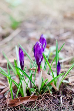 Parlak, güzel bir menekşe çiçeği. Sabah çiğ tanesinin altındaki ilk bahar çiçeği. Bahar mevsimsel peri masalı geçmişi.