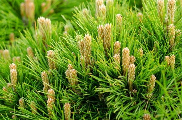 Молодые сосновые ветки с маленькими шишками крупным планом. Ботанический весенний фон . — стоковое фото