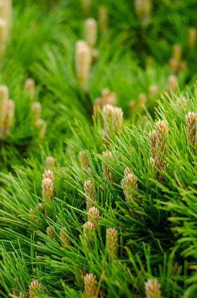 Young pine branches with little cones close-up. Botanical spring background. — 스톡 사진