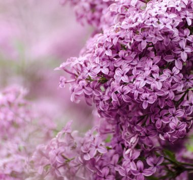 Güzel mor leylak çiçekleri. Leylak bahar çiçekleri makro fotoğraf.
