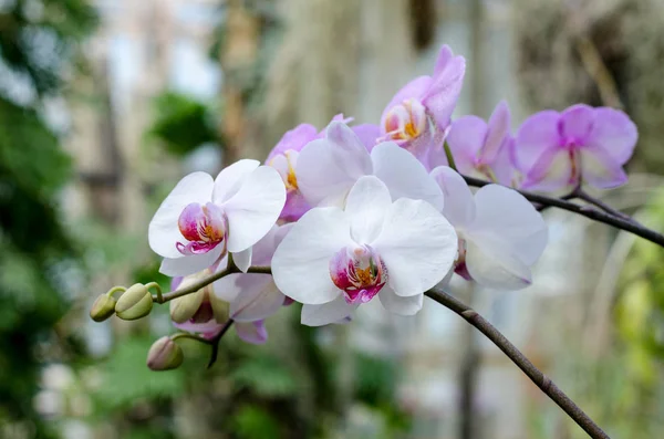 Phalaenopsis orkide botanik sera çiçek. Tropikal çiçek arka plan. — Stok fotoğraf
