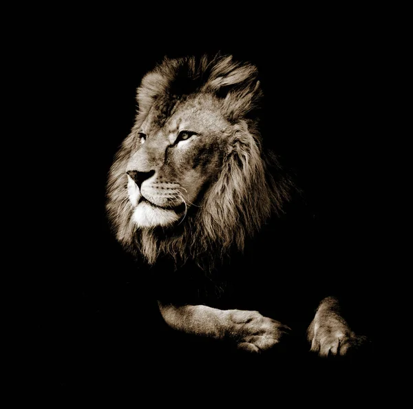 Portrait of a gorgeous Male Lion against black background — Stock Photo, Image