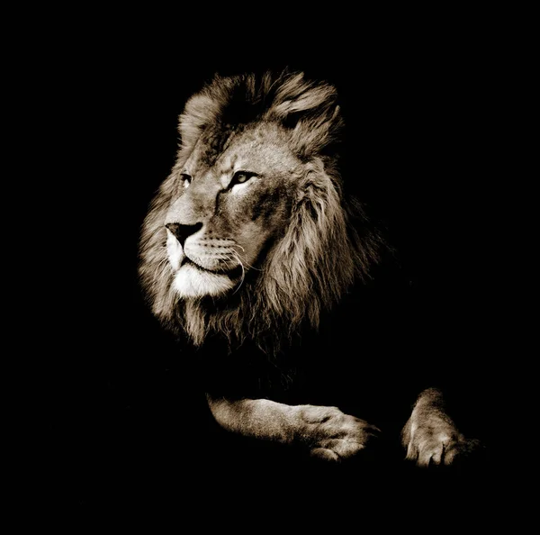 Portret wspaniałego Lwa na czarnym tle — Zdjęcie stockowe