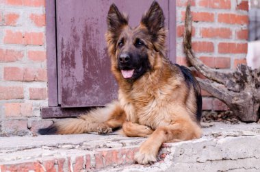 Alman çoban köpeğinin portresi. Dog's head fotoğrafı.