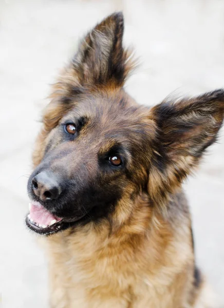 A német juhászkutya portréja. Fotó a kutya feje. — Stock Fotó