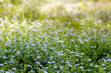Unutma beni çiçekleri parlak bahar güneşinin altında. İlkbaharda açan Myosotis ya da Scorpion Çimenleri.
