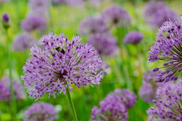 Bright purple ornamental garlic, Allium in bloom on a spring field. Popular spring flower in landscape gardening. — Stock Photo, Image