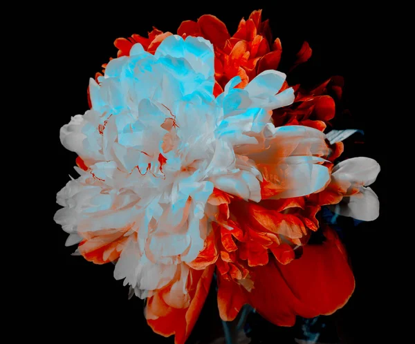 Big bright peony against black backdrop. Art tone multi exposure photo of white and red peony. Floral background. — Stock Photo, Image