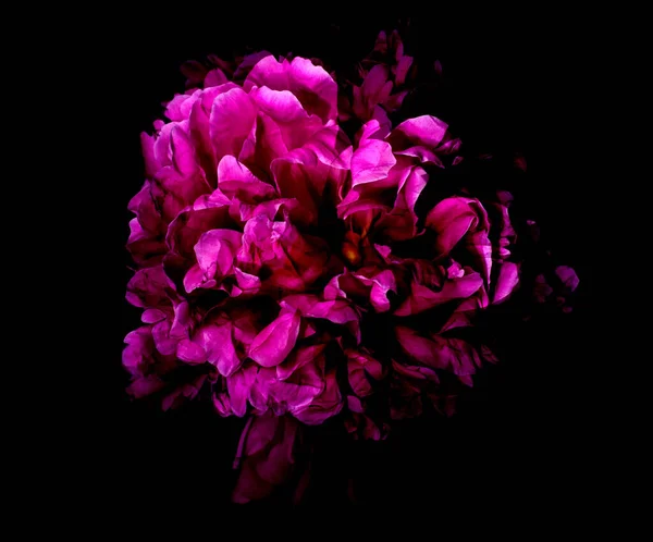 Siyah arka plana karşı büyük parlak şakayık. Beyaz ve kırmızı şakayığın sanat tonu çok pozlu fotoğrafı. Çiçek arka planı.