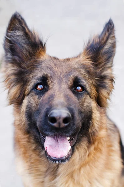 Retrato del perro pastor alemán. Foto de la cabeza del perro . — Foto de Stock