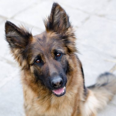 Alman çoban köpeğinin portresi. Dog's head fotoğrafı.