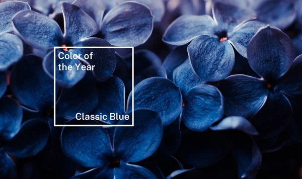 Цветки лилака окрашены в классический синий цвет . — стоковое фото