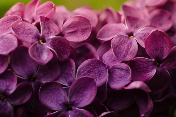 Красивые фиолетовые сиреневые цветы. Фото Сиреневых весенних цветов . — стоковое фото