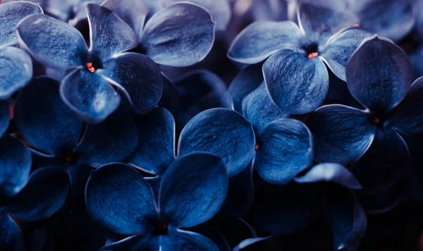 Fechar flores de lilás tonificado na cor azul clássico . — Fotografia de Stock