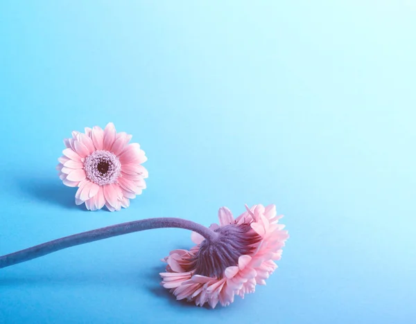 Elegancka różowa gerbera na turkusowym tle. Romantyczna kartka okolicznościowa z kwiatowym szablonem z przestrzenią do kopiowania — Zdjęcie stockowe