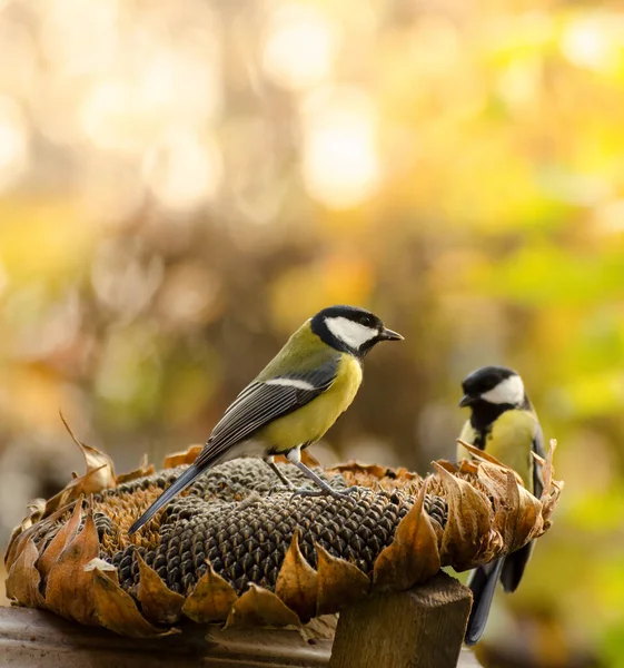 Kohlmeisen fressen Sonnenblumenkerne aus Trockenblumen in einem herbstlichen Garten. Herbst saisonalen Hintergrund mit smarten kleinen Vögeln. — Stockfoto