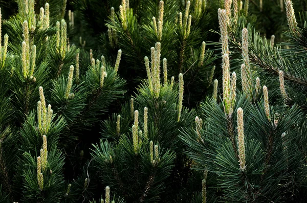 Mladé borové větve s malými kužely zblízka. Botanické jarní pozadí. — Stock fotografie