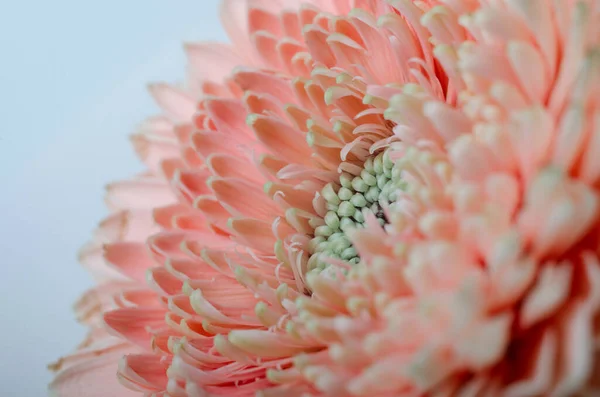 Closeup photo of pink gerbera flower. Macro photo of gerberas petals. Floral background. — Stock Photo, Image