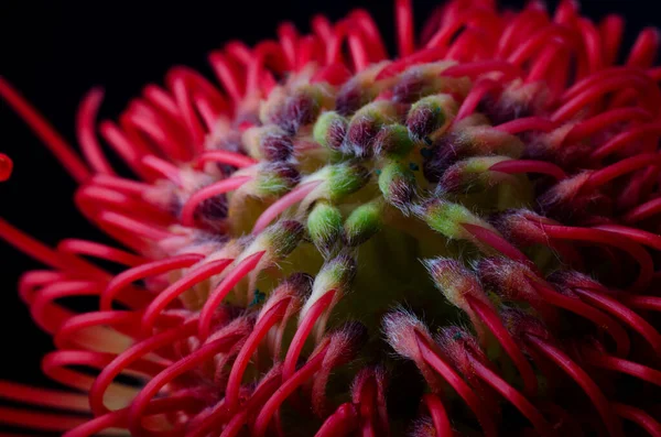 Leucospermum cordifolium, pincushion-protea vermelha. Close-up de uma bela flor de almofada de protea, símbolo de força, perseverança, prosperidade . — Fotografia de Stock