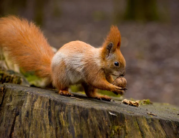 Rode pluizige eekhoorn in een herfstbos. Nieuwsgierig rood pelsdier tussen gedroogde bladeren. — Stockfoto