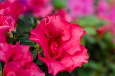 Kiev 'deki botanik bahçesinde çiçek açan güzel, canlı açelya çiçeği ağacı. Parlak çiçekler. Kapat..