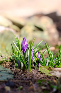Parlak, güzel bir menekşe çiçeği. Sabah çiğ tanesinin altındaki ilk bahar çiçeği. Bahar mevsimsel peri masalı geçmişi.