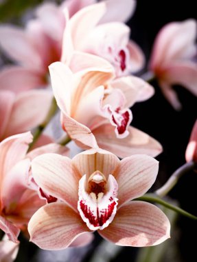 Phalaenopsis orkide botanik sera çiçek. Tropikal çiçek arka plan.