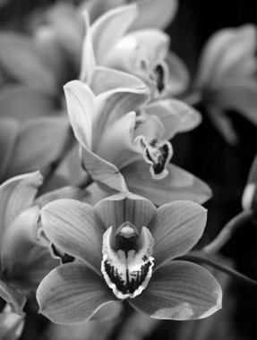 Phalaenopsis orkide botanik sera çiçek. Tropikal çiçek arka plan.