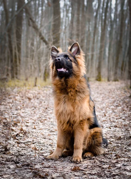 Joven perro pastor alemán esponjoso cachorro de seis meses de edad acostado en un terreno forestal . —  Fotos de Stock